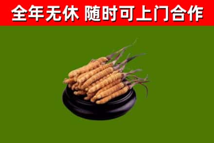 云龙区回收散虫草