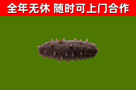 云龙区回收海参干